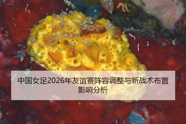 中国女足2026年友谊赛阵容调整与新战术布置影响分析